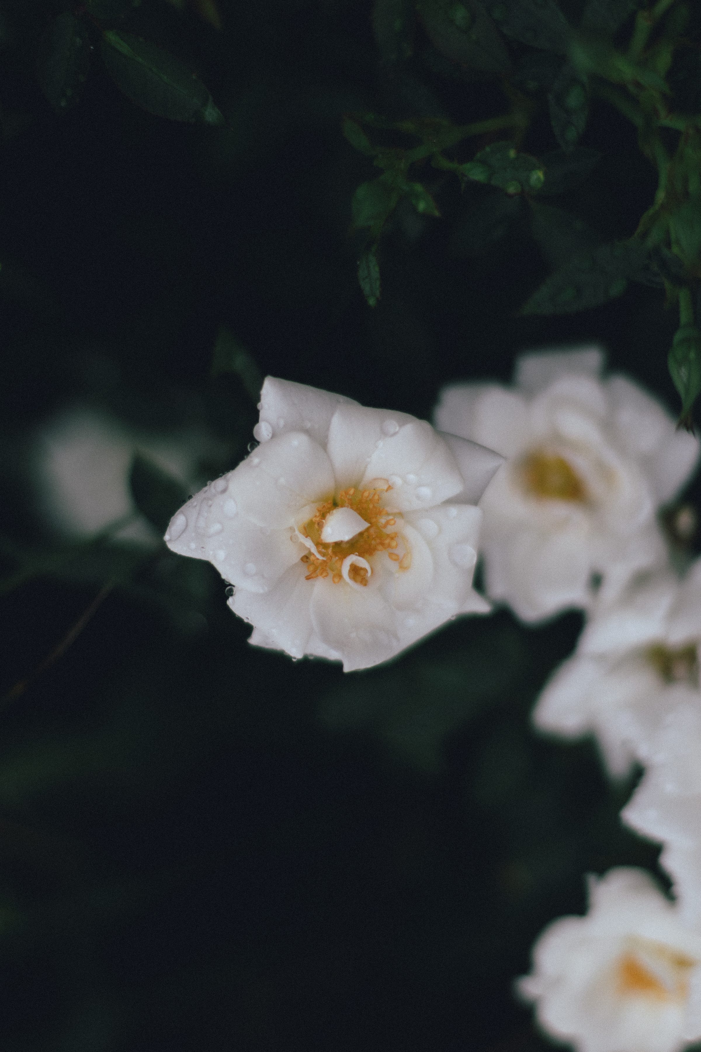 Weiße Blüte mit Regentropfen